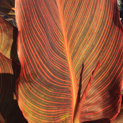Durban Canna Flower Bulbs