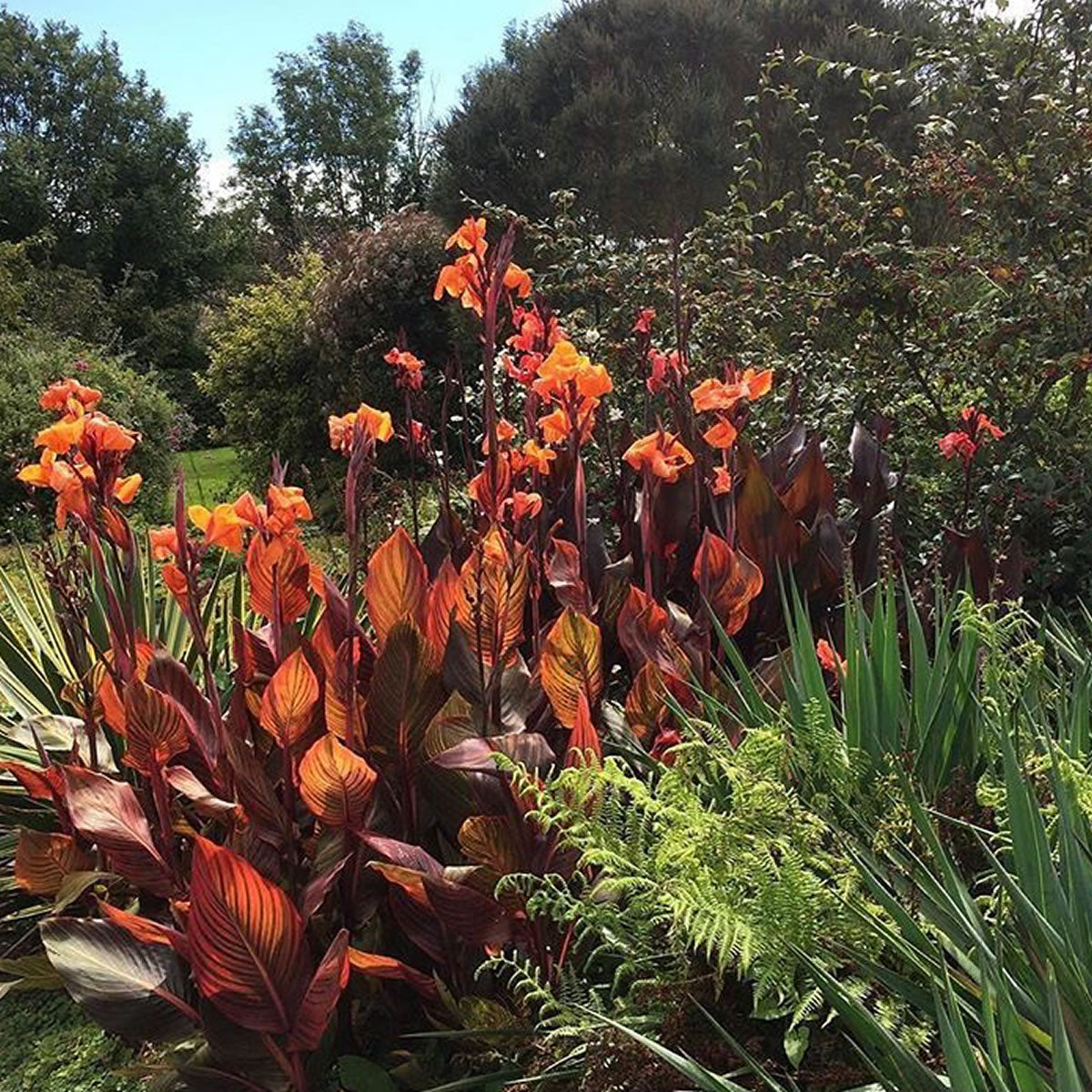 Durban Canna Flower Bulbs