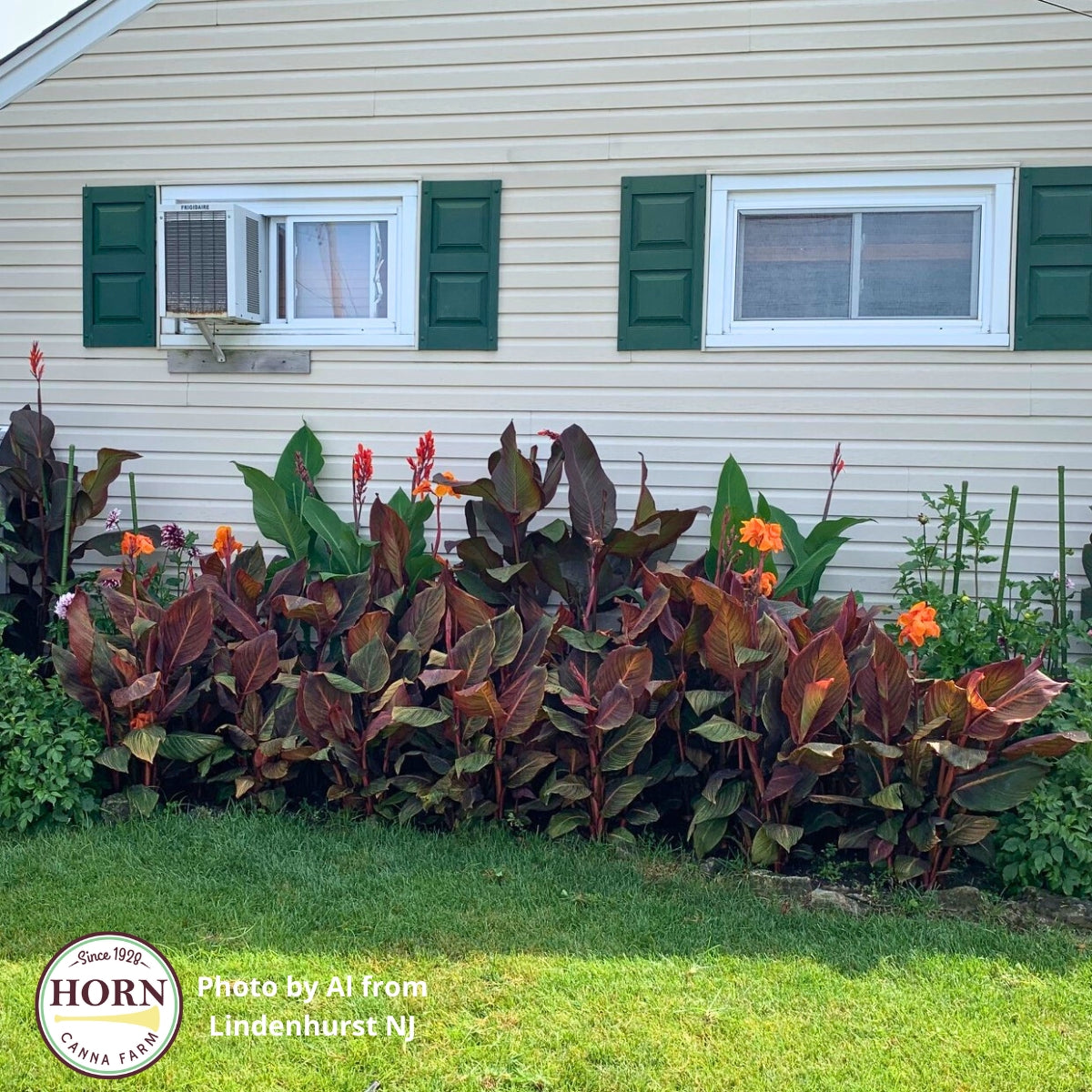 Durban Canna Flower Bulbs