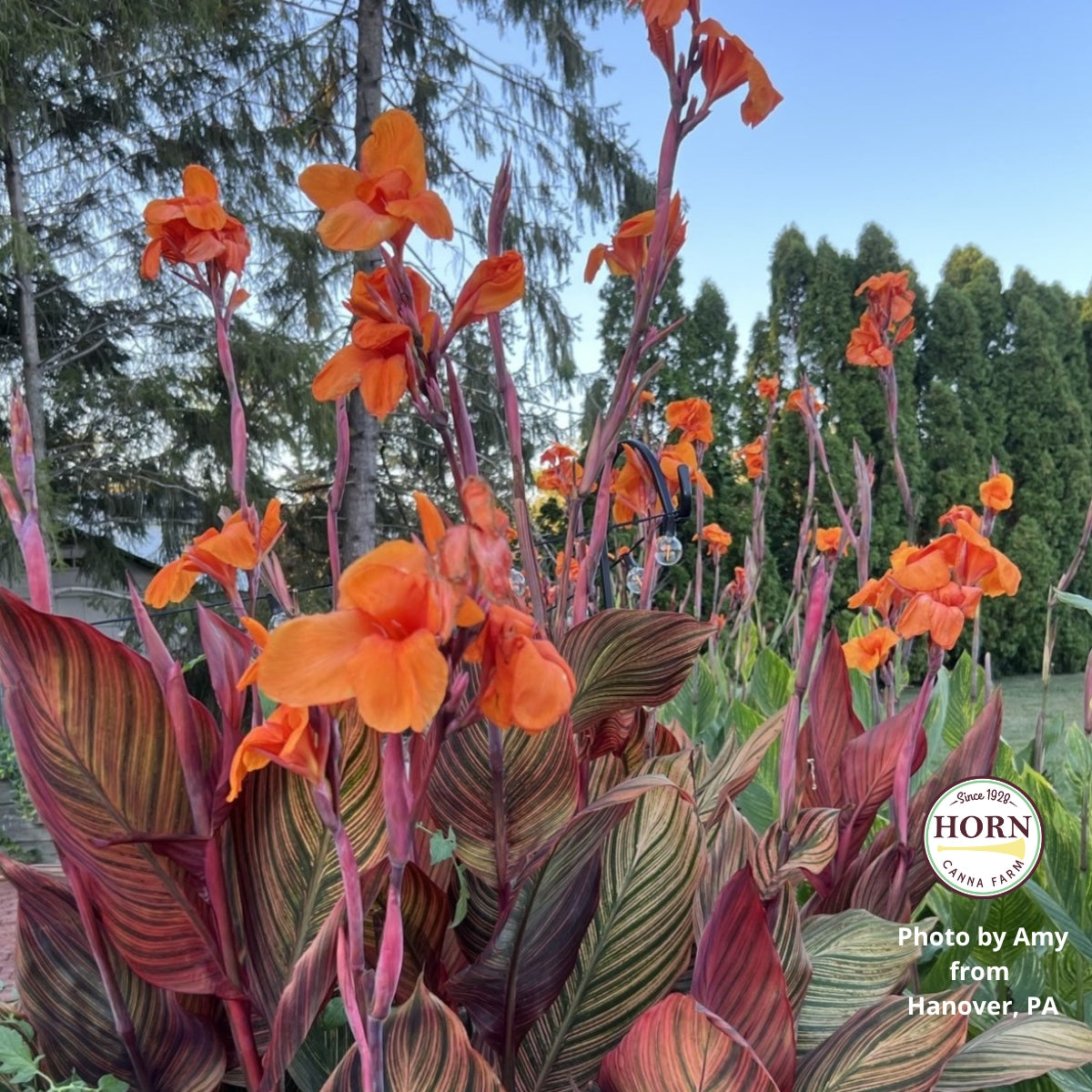 Durban Canna Flower Bulbs