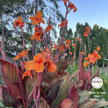 Durban Canna Flower Bulbs