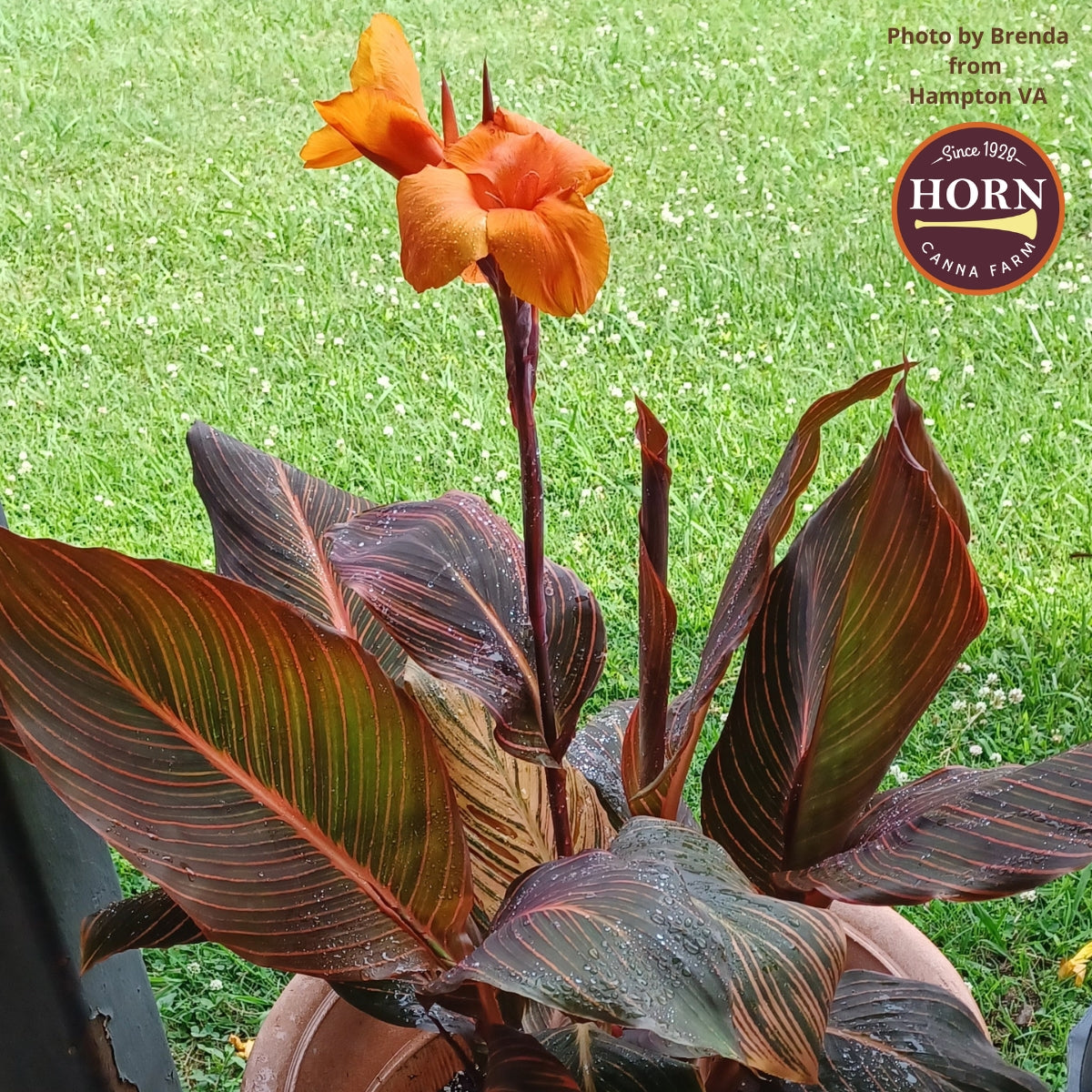 Durban Canna Flower Bulbs
