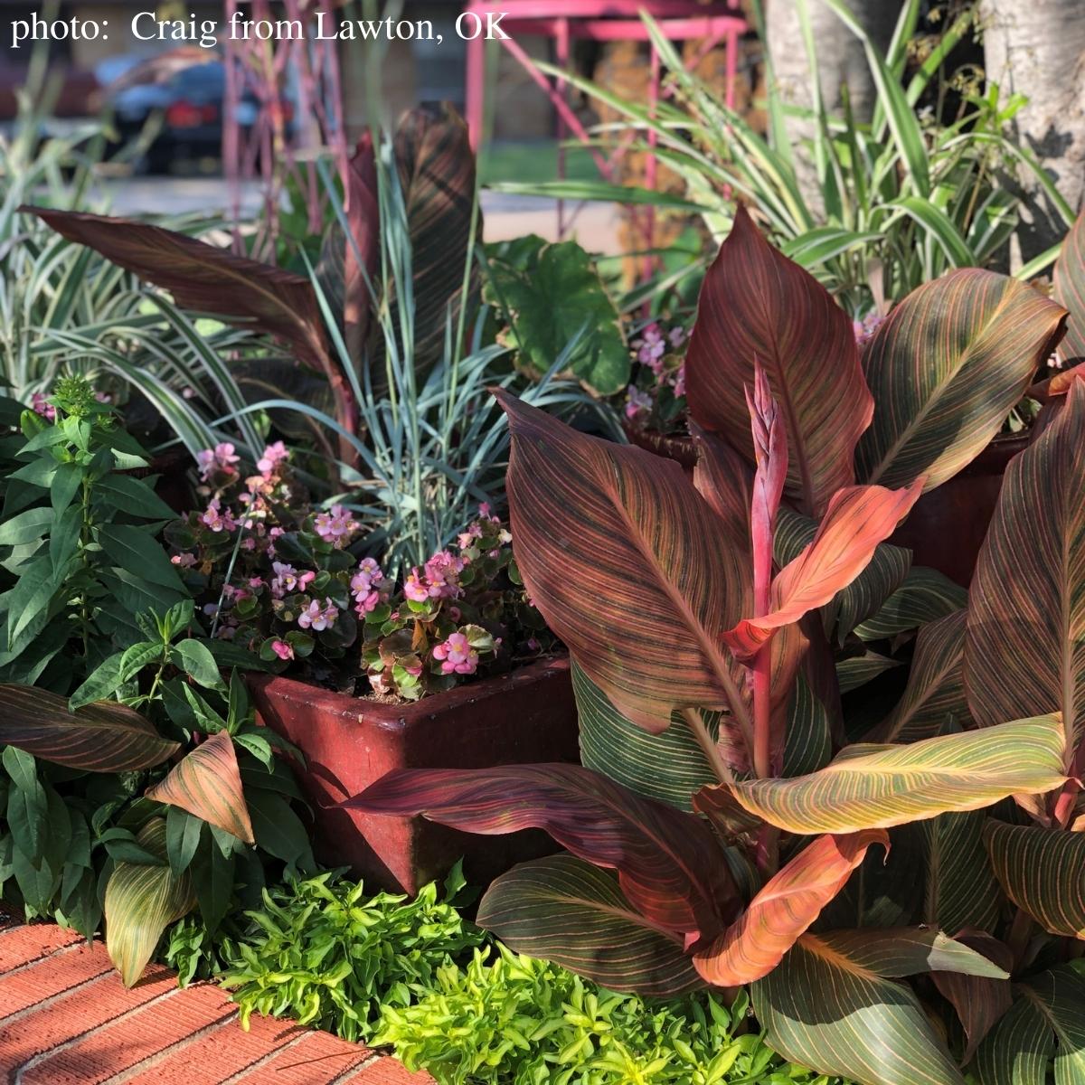 Durban Canna Flower Bulbs