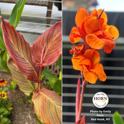 Durban Canna Flower Bulbs
