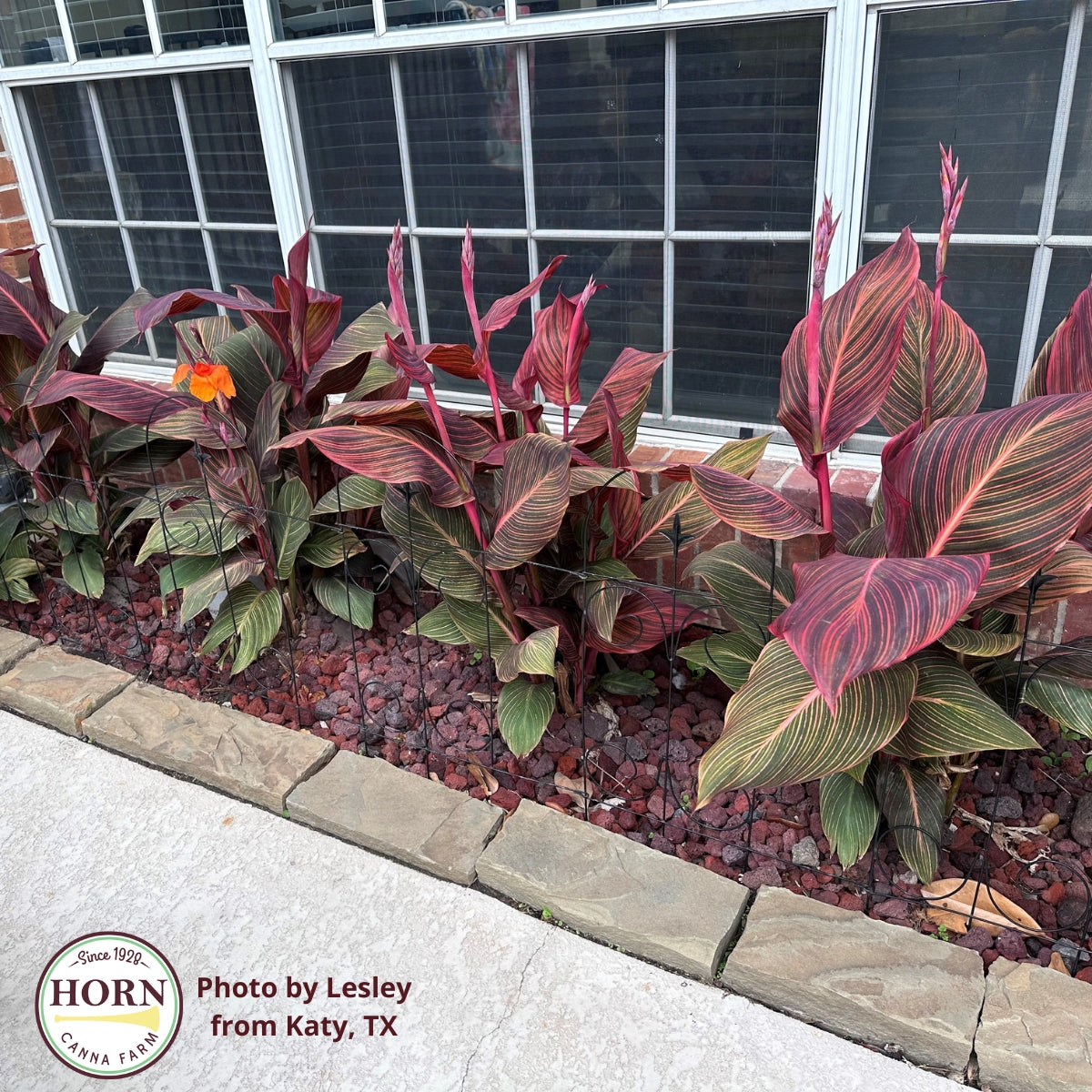 Durban Canna Flower Bulbs