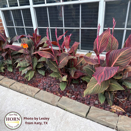 Durban Canna Flower Bulbs