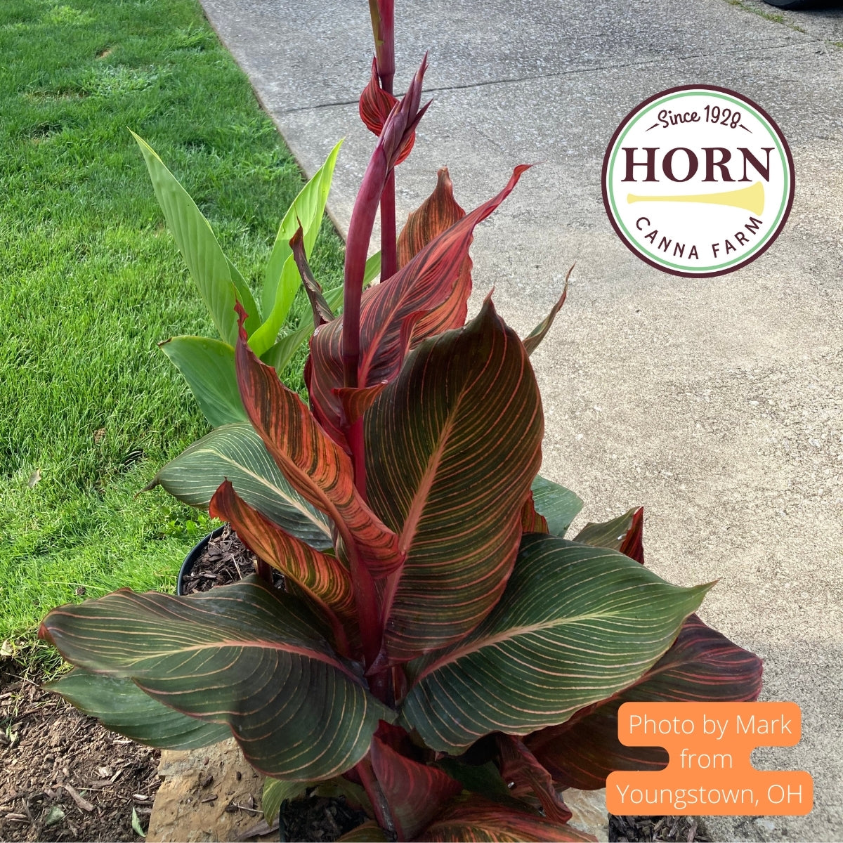 Durban Canna Flower Bulbs