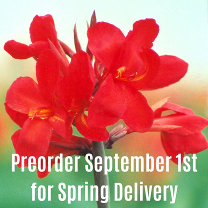 Firebird Canna Flower Bulbs