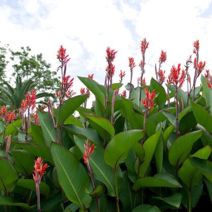 Grande Red Stripe Canna Flower Bulbs