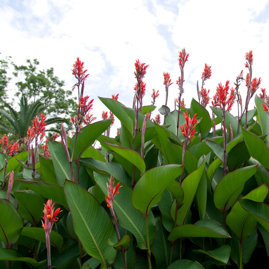 Grande Red Stripe Canna Flower Bulbs
