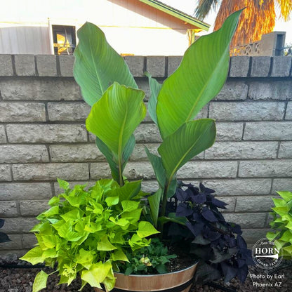 Grande Red Stripe Canna Flower Bulbs