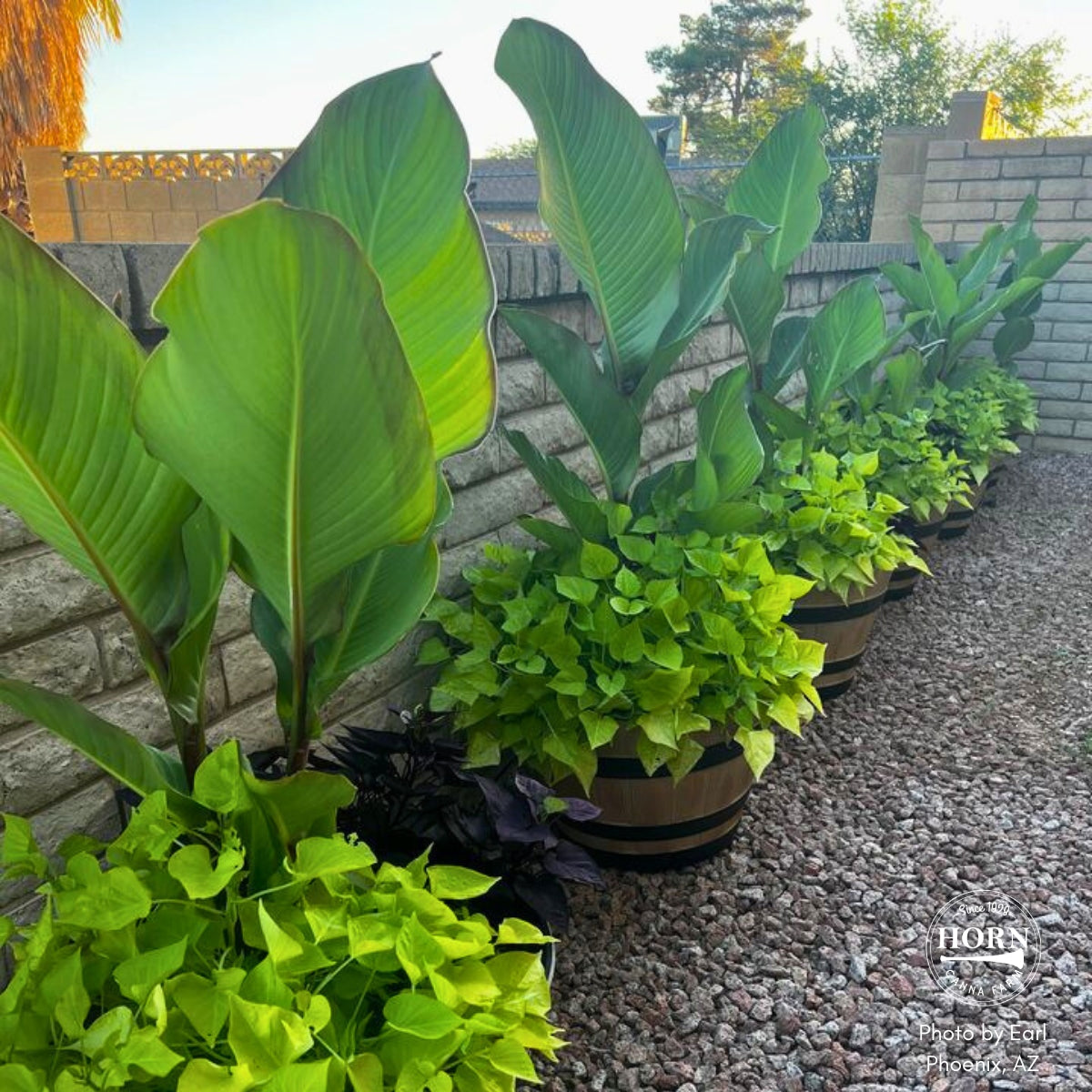 Grande Red Stripe Canna Flower Bulbs