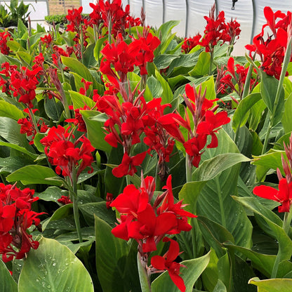 Kreta Canna Flower Bulbs