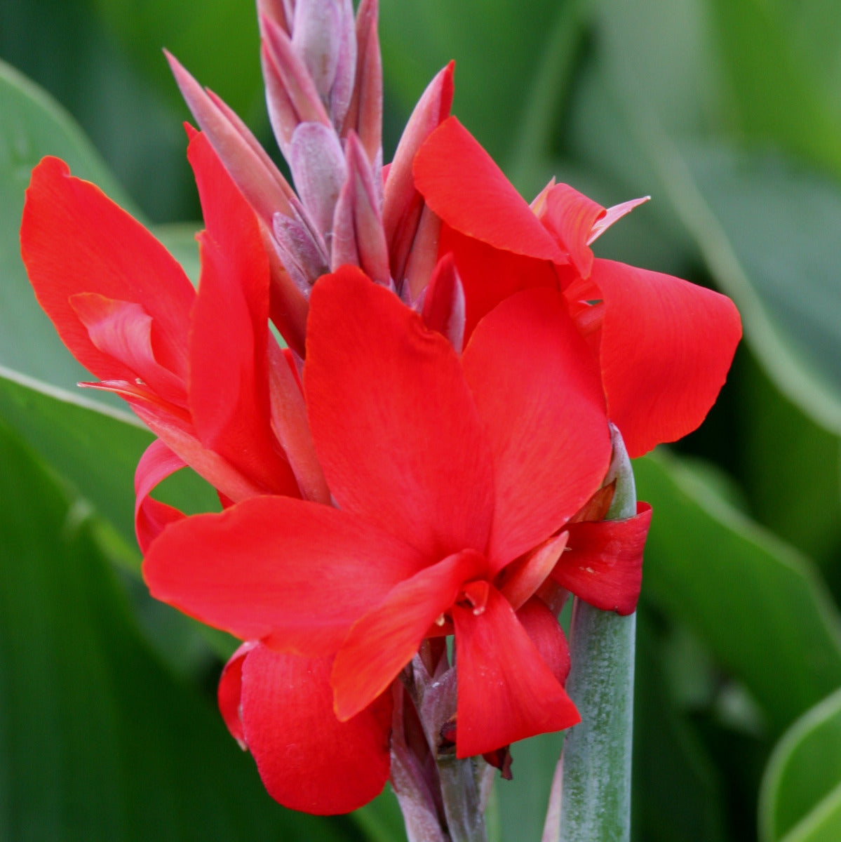 Kreta Canna Flower Bulbs
