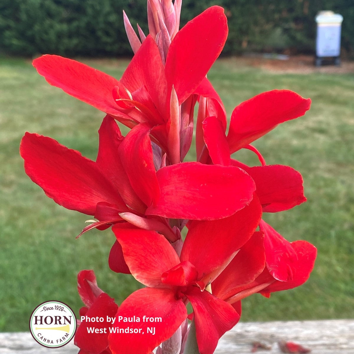Kreta Canna Flower Bulbs – Horn Canna Farm