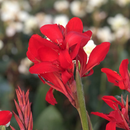 Kreta Canna Plant