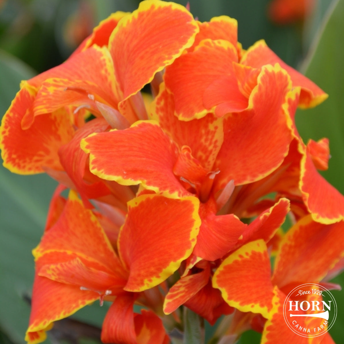 Madeira Canna Plant