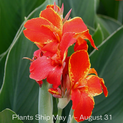 Madeira Canna Plant