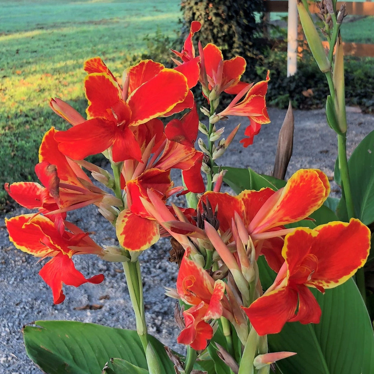 Madeira Canna Plant