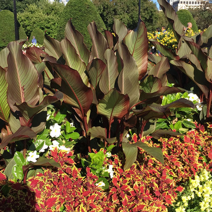 Musifolia Bulk 50-Pack Canna Flower Bulbs