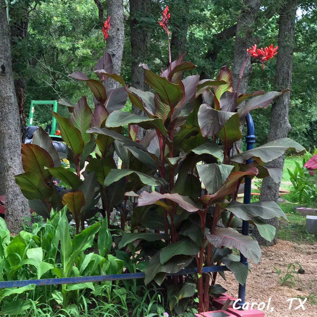 Musifolia Canna Flower Bulbs