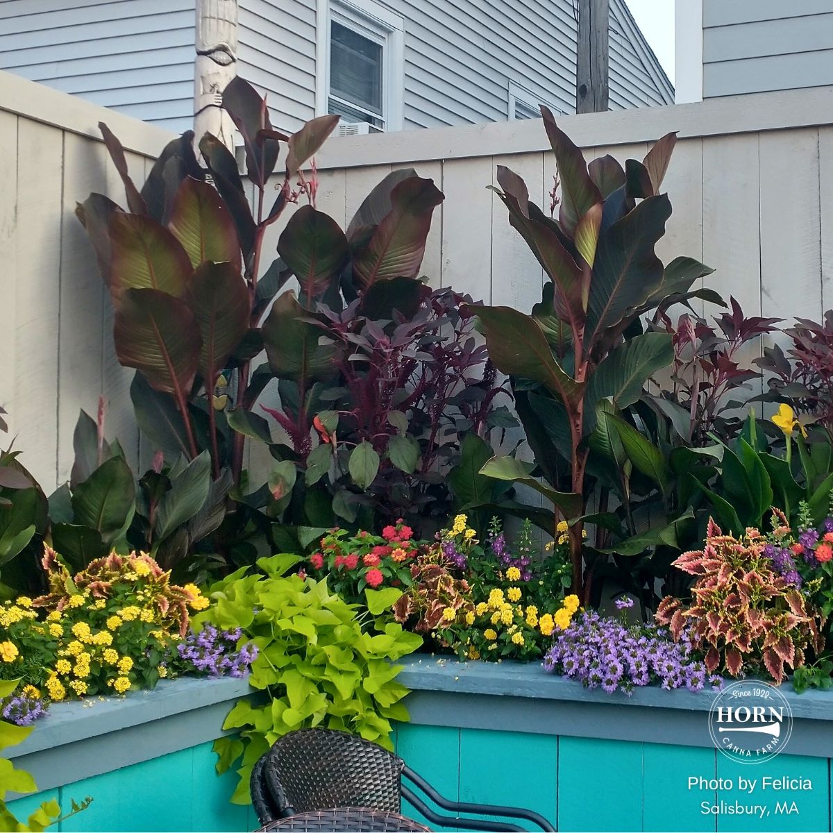 Musifolia Canna Flower Bulbs