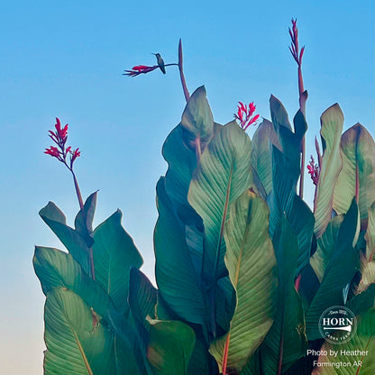 Musifolia Canna Flower Bulbs
