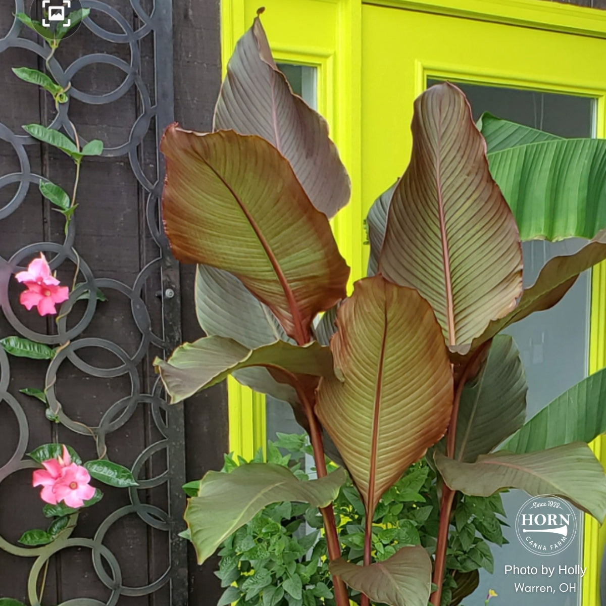 Musifolia Canna Flower Bulbs
