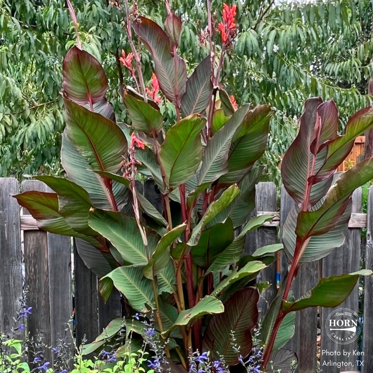 Musifolia Bulk 50-Pack Canna Flower Bulbs