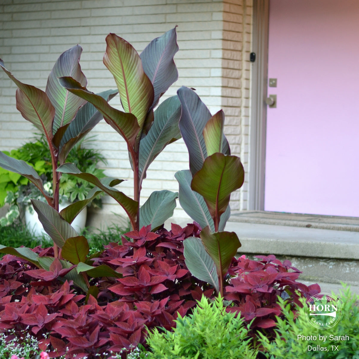 Musifolia Canna Flower Bulbs
