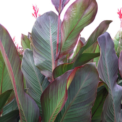 Musifolia Bulk 50-Pack Canna Flower Bulbs