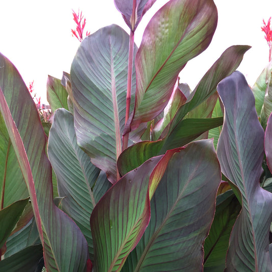 Musifolia Bulk 25-Pack Canna Flower Bulbs