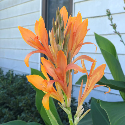 Omega Canna Flower Bulbs