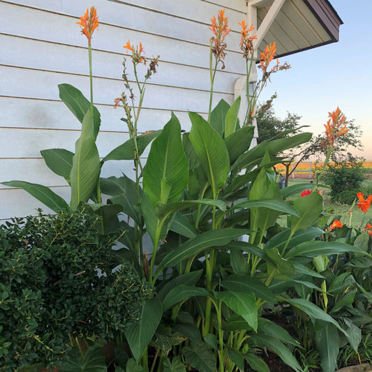 Omega Canna Flower Bulbs