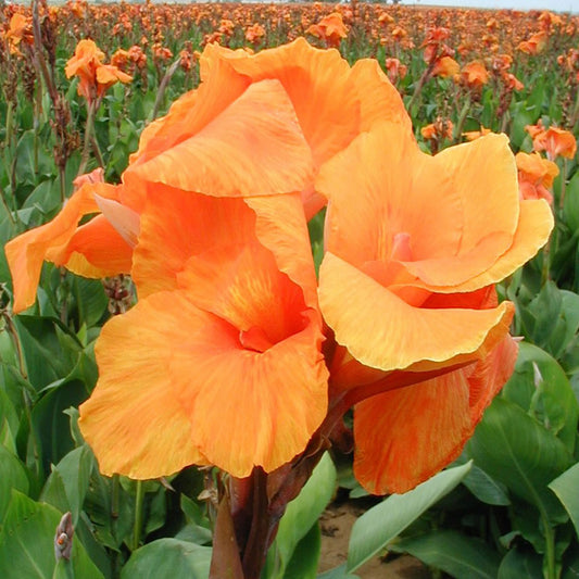 Orange Beauty Canna Flower Bulbs