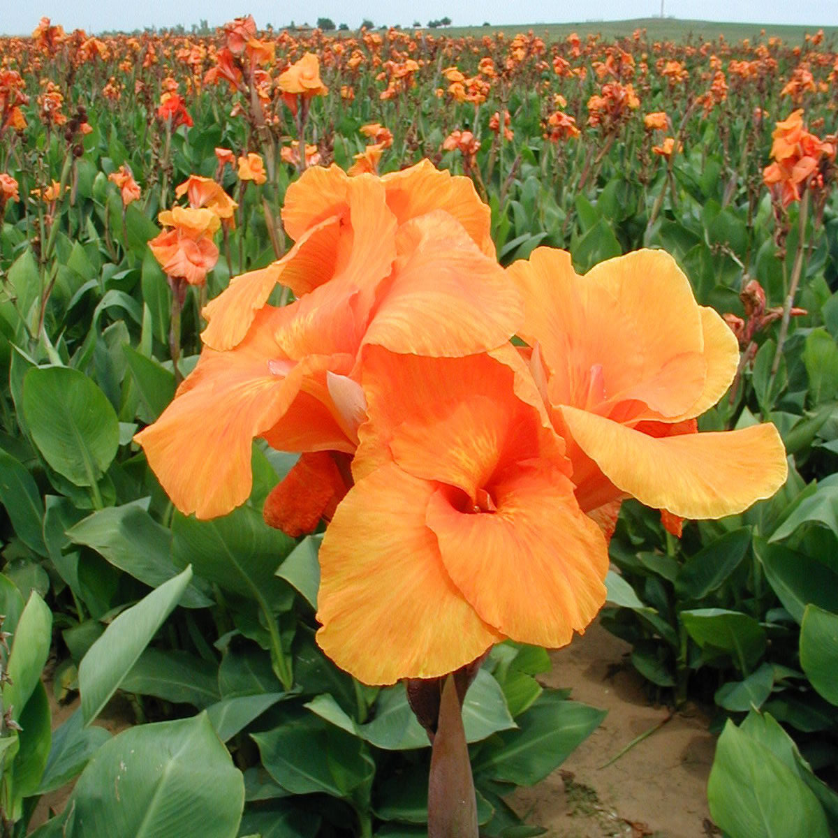 Orange Beauty Canna Flower Bulbs