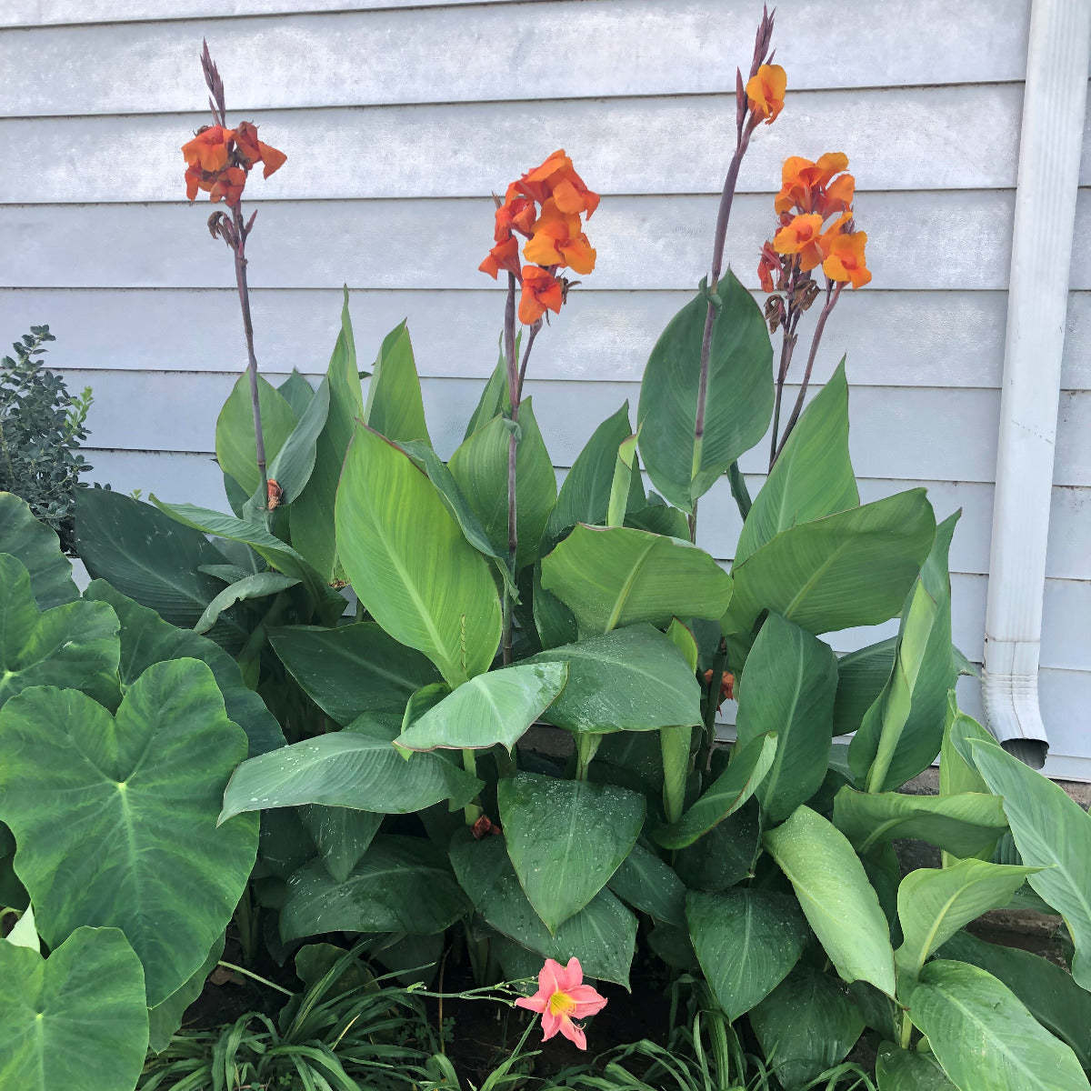 Orange Beauty Canna Flower Bulbs