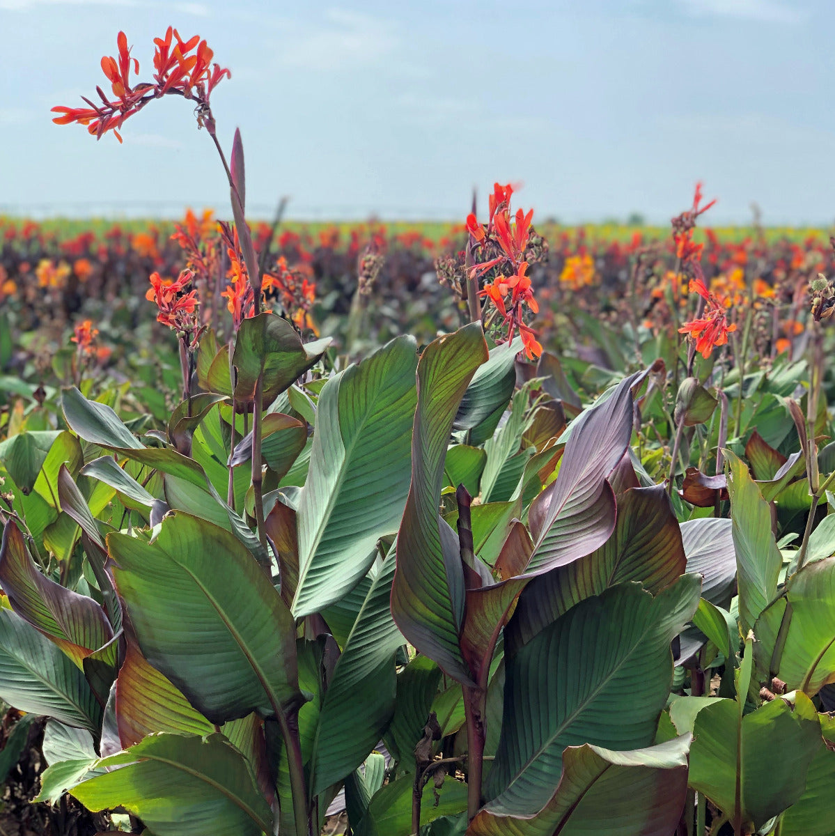 Orange Musifolia Bulk 50-Pack Canna Flower Bulbs