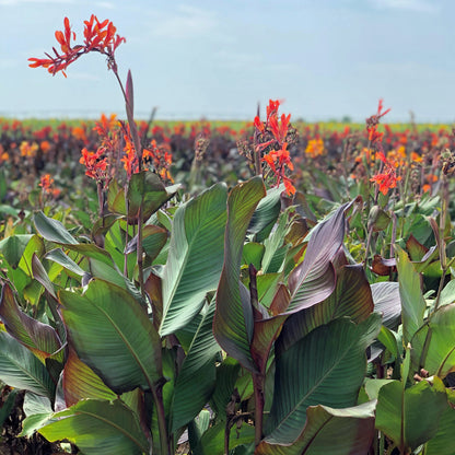 Orange Musifolia Bulk 50-Pack Canna Flower Bulbs