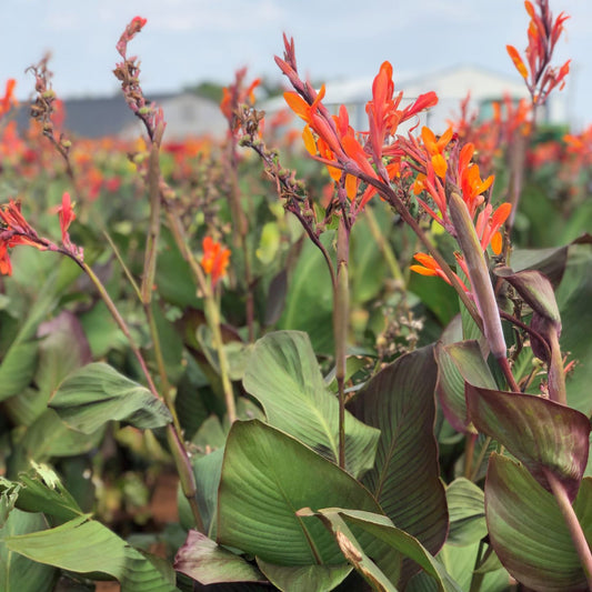 Orange Musifolia Bulk 50-Pack Canna Flower Bulbs