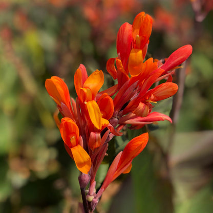 Orange Musifolia Bulk 50-Pack Canna Flower Bulbs
