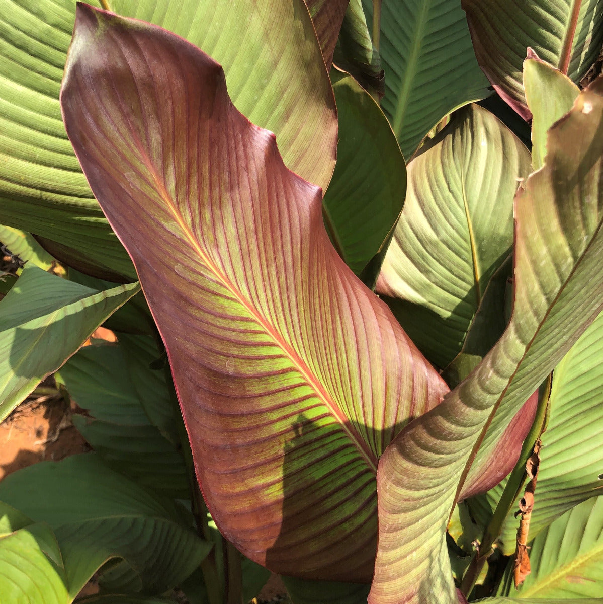 Orange Musifolia Canna Flower Bulbs