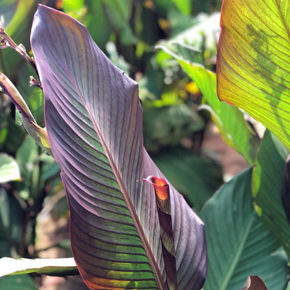 Orange Musifolia Bulk 50-Pack Canna Flower Bulbs