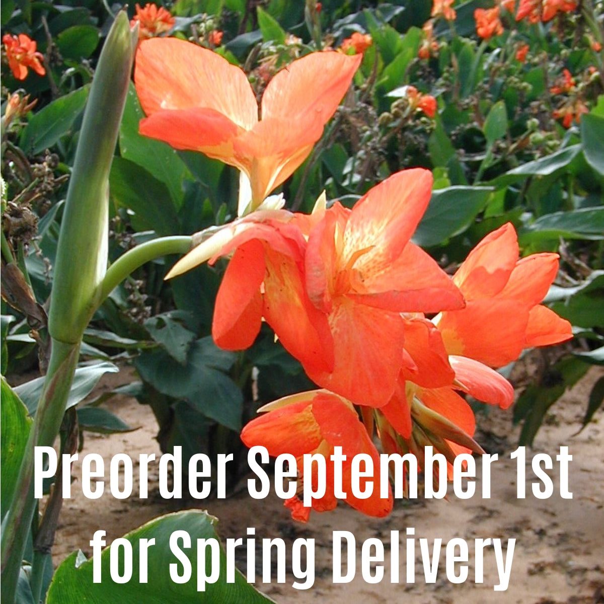 Orange Punch Canna Flower Bulbs