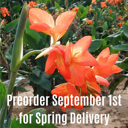 Orange Punch Canna Flower Bulbs