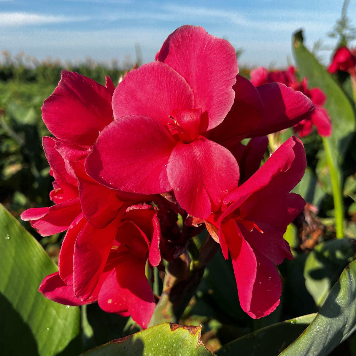 Pink Magic Canna Flower Bulbs