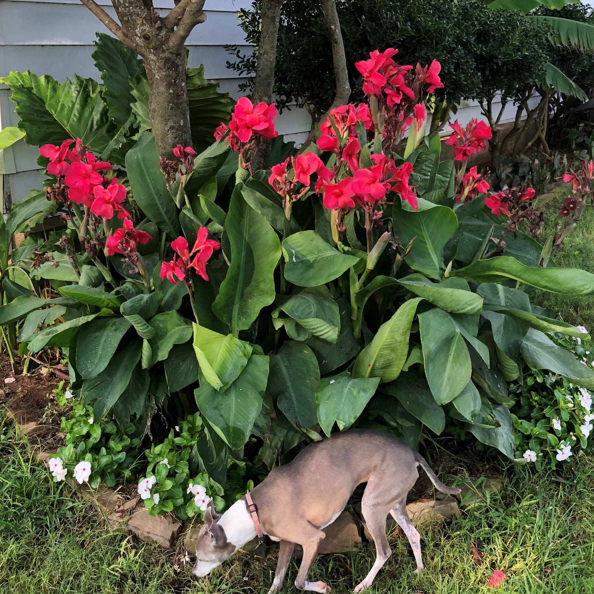 Pink Magic Canna Flower Bulbs