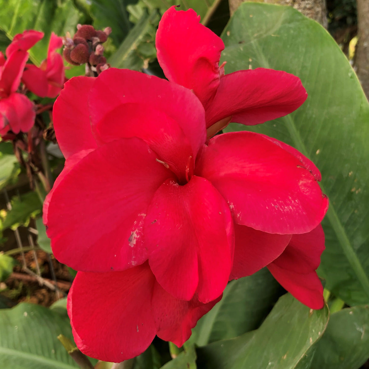 Pink Magic Canna Flower Bulbs