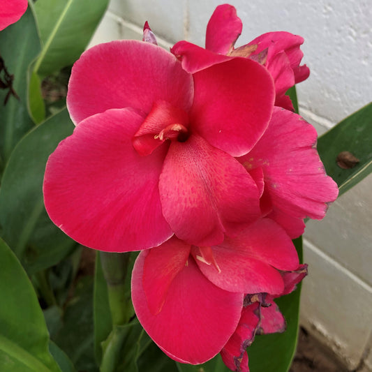Pink Magic Canna Flower Bulbs