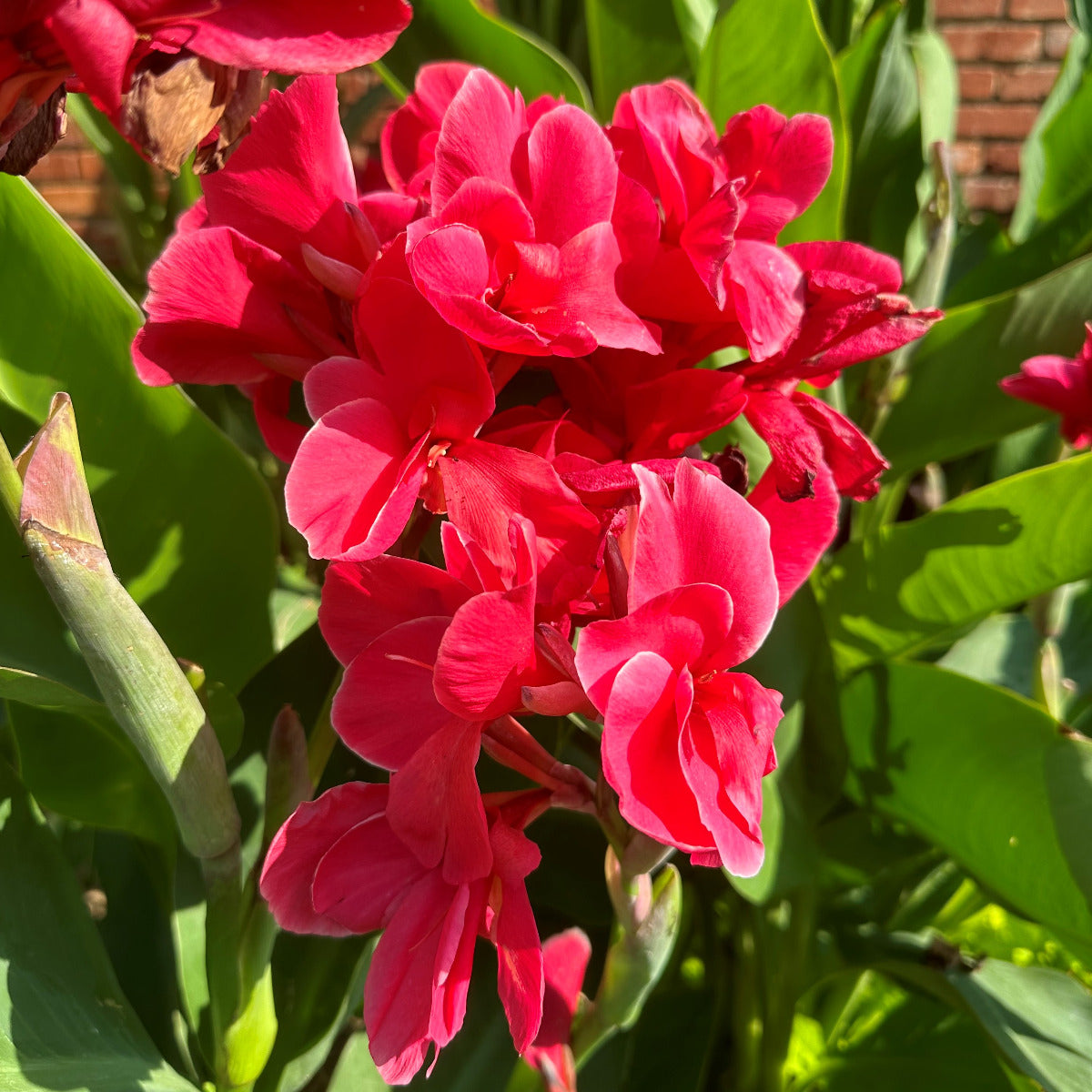 Pink Magic Canna Flower Bulbs
